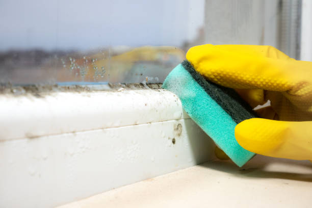 Best Black Mold Removal  in Kaibito, AZ